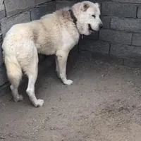 سگ روسی