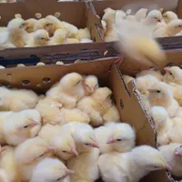 فوق سنگین نژادراس جوجه یک روزه گوشتی|حیوانات مزرعه|اصفهان, سنبلستان|دیوار