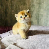 بچه گربه های بی مانند|گربه|اهواز, کوی باهنر|دیوار