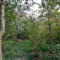 زمین سند دار در جاده چالوس|فروش زمین و ملک کلنگی|آسارا, |دیوار