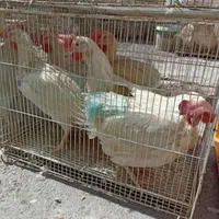 خروس ومرغ برای خرایت وچشم نظر ذبح رایگان|حیوانات مزرعه|ساوه, |دیوار