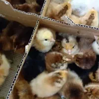 فروش جوجه خروسک رنگی ***اردک پکنی|حیوانات مزرعه|ایرانشهر, |دیوار