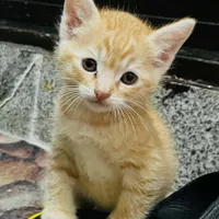 بچه گربه ی دستی|گربه|بابل, |دیوار