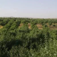 باغ هزار متری مارکده|فروش دفتر صنعتی، کشاورزی، تجاری|اصفهان, تیران|دیوار