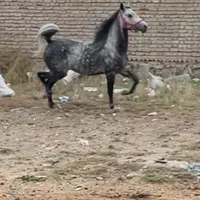 اسب نریان کرد سواری دار|اسب و تجهیزات اسب‌سواری|اردبیل, |دیوار