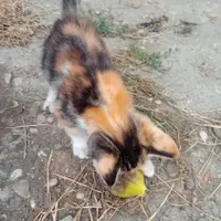 بچه گربه