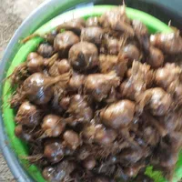 سیر ترشی|خوردنی و آشامیدنی|مشهد, سلام|دیوار