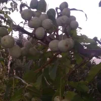 خدمات باغبانی گلبهار|خدمات باغبانی و درختکاری|گلبهار, |دیوار