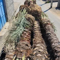 پروژه های ساخت و ساز تامین نخل پالم|پیشفروش املاک|ایلام, |دیوار