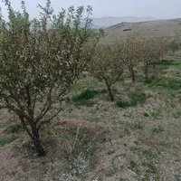 فروش باغ ۵ ساله تحت پمپاژ هولاسو|فروش زمین و ملک کلنگی|شاهین دژ, |دیوار