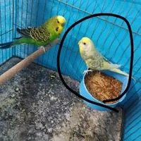 گمشده مرغ عشق ماده|حیوانات|گرگان, |دیوار