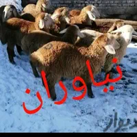 گوسفند زنده شهرداری ارسال تلفنی به سراسرتهران|حیوانات مزرعه|تهران, آذری|دیوار