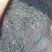 تور شیری پانی قالب ۸