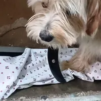 سگ گمشده