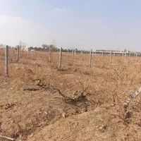 ۲۷۰۰ متر زمین داربستی شده انگور چسب روستا|فروش دفتر صنعتی، کشاورزی، تجاری|کرج, شعبان‌آباد|دیوار