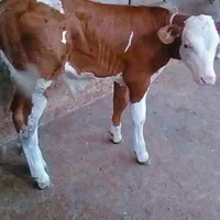 شروع فروش گوساله|حیوانات مزرعه|یزد, |دیوار