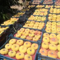 فروش ۲۴هکتار باغ میوه سرپوشیده استان قزوین