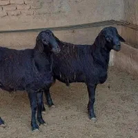 انواع دام گوسفند جوان مناسب برای کشتار زنده