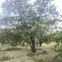 باغ زمین کشاورزی 500متری پل زمانخان سند دار|فروش دفتر صنعتی، کشاورزی، تجاری|اصفهان, آزادگان|دیوار