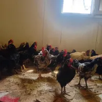 جوجه خروس ومرغ محلی برای داشت وسربری|حیوانات مزرعه|شیراز, کفترک|دیوار