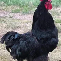 طیور خون کردنی