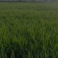 زمین کشاورزی