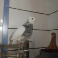 طوق الماسی