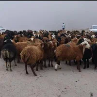 پخش گوسفند کشتاری کل کرج بدون تعطیلی زنده فروشی|حیوانات مزرعه|محمدشهر, |دیوار