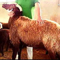 *جایگاه مرکزی*دامِ زنده/نصفه گوشت تضمینی/خونی|حیوانات مزرعه|مشهد, جانباز|دیوار