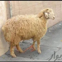 گوسفندزنده ی گوشتی و کم دنبه ی کردستان