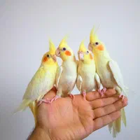 فروش عروس هلندی در همه رنگ دستی با ضمانت یک ماهه|پرنده|تهران, سلسبیل شمالی|دیوار