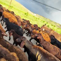 فروش گوسفند زنده شهرری کیانشهر آزادگان باقصاب|حیوانات مزرعه|تهران, مشیریه|دیوار