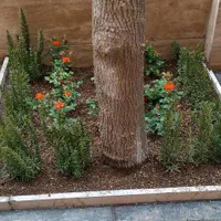 سمپاشی خدمات باغبانی کوددهی گلکاری|خدمات باغبانی و درختکاری|تهران, جماران (نیاوران)|دیوار