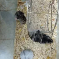 تخفیف بلک فرایدی ۴ روز تا پایان همستر کمپل و سوری|موش و خرگوش|ایلام, |دیوار