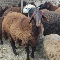 گوسفند زنده با خدمات حرفه‌ای و کیفیت ممتاز|حیوانات مزرعه|مشهد, شهرک بهارستان|دیوار
