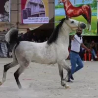 کارگر با خانواده نگهداری از اسب