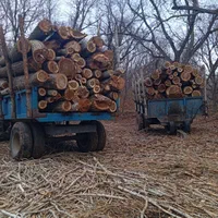 خرید انواع درخت و چوب|خدمات باغبانی و درختکاری|تویسرکان, |دیوار