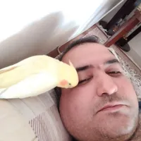 عروس هلندی گمشده در محدوده قلعه کهنه.