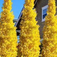 نهال ژینگو/جینکو|خدمات باغبانی و درختکاری|رشت, کوی حسینی|دیوار