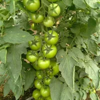 فروش ۱ هکتار باغ و گلخانه صنعتی با ۶ دانگ چاه عمیق|فروش دفتر صنعتی، کشاورزی، تجاری|ابهر, |دیوار
