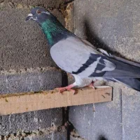 کبوتر|پرنده|اصفهان, ارداجی|دیوار