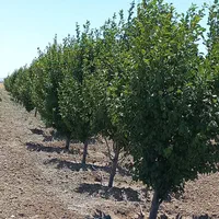 باغ درفریمان سنددار قطعه ای ویکجا|فروش زمین و ملک کلنگی|مشهد, امیر المومنین|دیوار