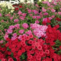 خدمات باغبانی ودرختکاری،چمن زنی،شمشاد،نیزار،نخل|خدمات باغبانی و درختکاری|آبادان, |دیوار