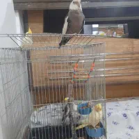 عروس هلندی گم شده