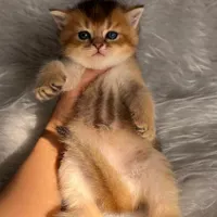گربه های گلد اشرافی ( مجموعه تخصصی گلد iran cats (|گربه|اهواز, گلستان|دیوار