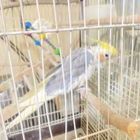 عروس هلندی نر سخنگو|پرنده|کرج, شهرک امام رضا|دیوار