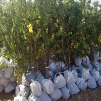 فروش انواع نهال گرمسیری مثمر و غیر مثمر|خدمات باغبانی و درختکاری|بوشهر, |دیوار