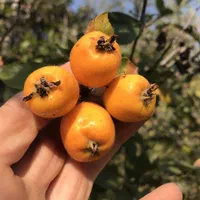 نهال پیوندی زالزالک زرد (sabzevarnahal)|گل و گیاه طبیعی|سبزوار, کهنه آب|دیوار