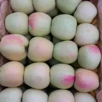 جذب سرمایه جهت صادرات میوه