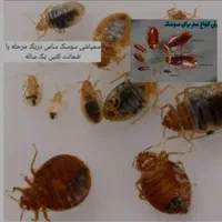 سمپاشی+موریانه زدای+کل آبادان+ساس سوسک موش+سم پاشی|خدمات نظافت|آبادان, |دیوار